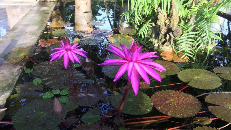 Phuoc Homestay Hue (8)
